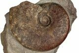 Toarcian Ammonite (Osperlioceras?) Fossil - France #251772-1